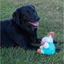 Black dog relaxing on grass beside the Örva Ram Ball Belly enrichment toy