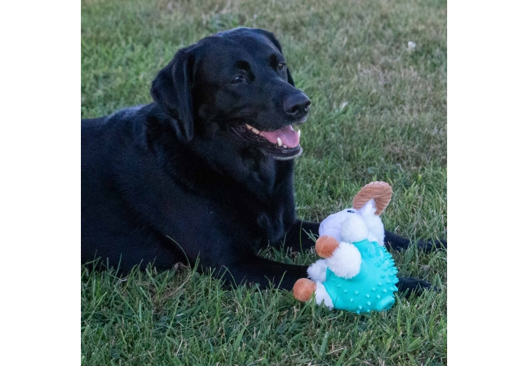 Black dog relaxing on grass beside the Örva Ram Ball Belly enrichment toy