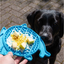 Blue Örva Shark Lick Mat topped with food with a black dog in the background