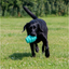 Black dog carrying an Örva Treat Barrel dog toy on grass