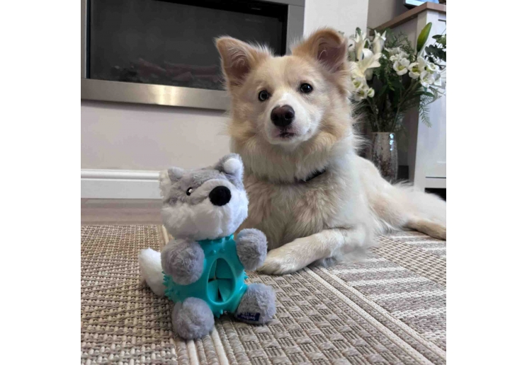 Dog relaxing indoors beside the grey Örva Wolf Ball Belly enrichment toy