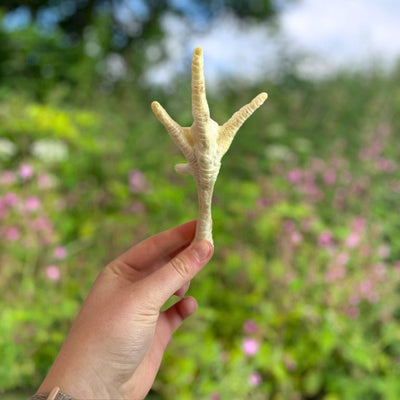 Hand holding a puffed chicken foot dog treat outdoors, natural air-dried chew rich in glucosamine for joint health, ideal for dogs with allergies, available at Amy’s Pet Supplies.