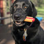 SodaPup Hot Dog Power Chewer Toy