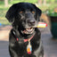 SodaPup Hot Dog Power Chewer Toy