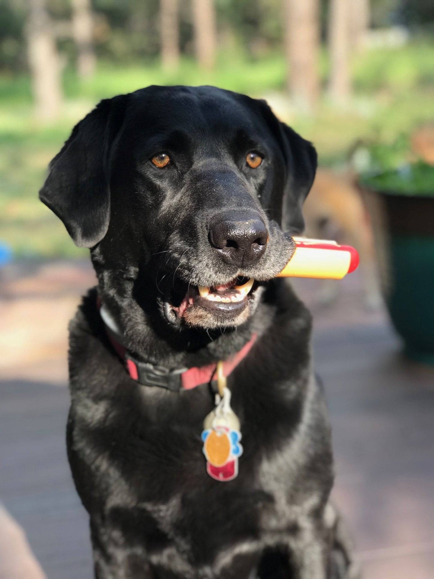 SodaPup Hot Dog Power Chewer Toy