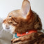 KITTYRAMA TANGERINE CAT COLLAR - Quick Release, Breakaway, Hypoallergenic