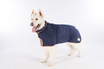 Dog wearing a blue coat on a white background