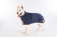 Dog wearing a blue coat on a white background