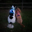 Two dogs outdoors at night wearing blue and red TrekBright lights attached to their harnesses