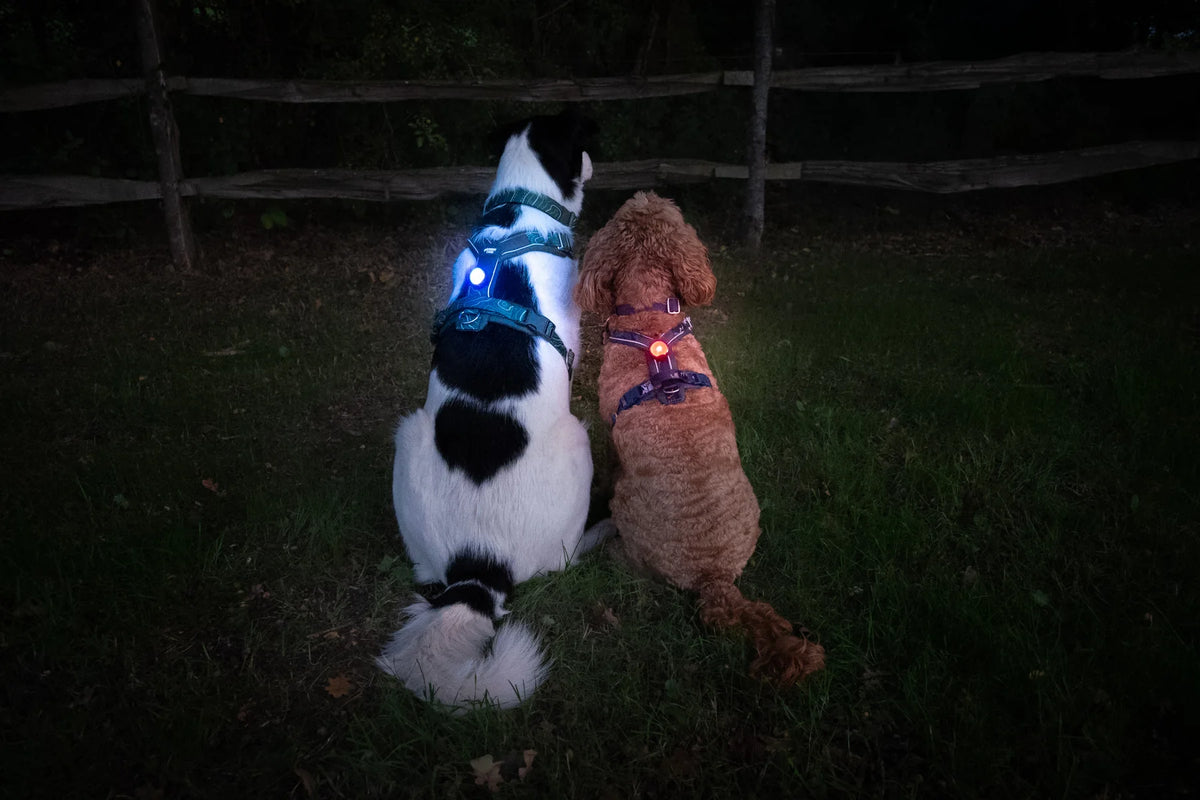 Two dogs outdoors at night wearing blue and red TrekBright lights attached to their harnesses