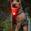 Brown dog outdoors wearing a red illuminated TrekBright safety light on a green collar
