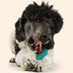 Dog holding a teal and pale green Woof BullySafe while chewing a bully stick
