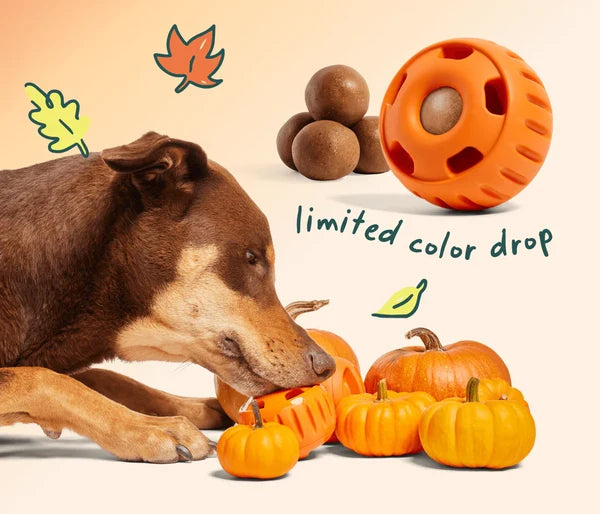 Dog licking an orange Woof Pupsicle beside pumpkins, with refill treats shown in the promotional image