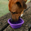 Brown dog drinking water outdoors from an expanded Peak purple Zee.Dog GoBowl