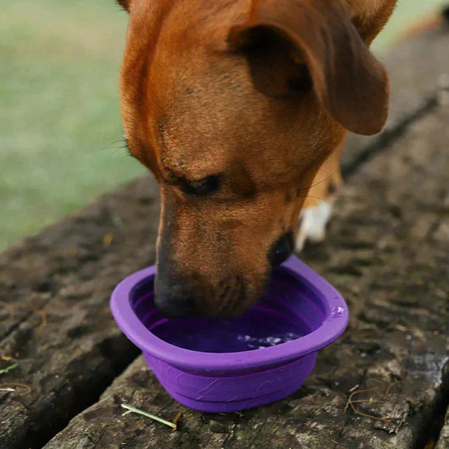 Brown dog drinking water outdoors from an expanded Peak purple Zee.Dog GoBowl