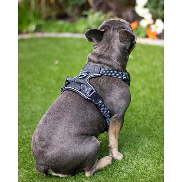 Rosewood Reflective Dog Harness, Black