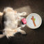 Fetch Stick Dog Bowl