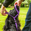 Gencon All-in-one Dog Headcollar and Lead