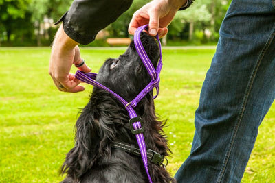 Gencon All-in-one Dog Headcollar and Lead