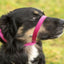 Gencon All-in-one Dog Headcollar and Lead