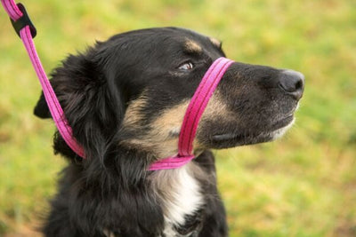 Gencon All-in-one Dog Headcollar and Lead