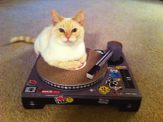 Cardboard DJ turntable scratching cat toy. Amy s Pet Supplies