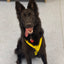 Yellow Padded Harness