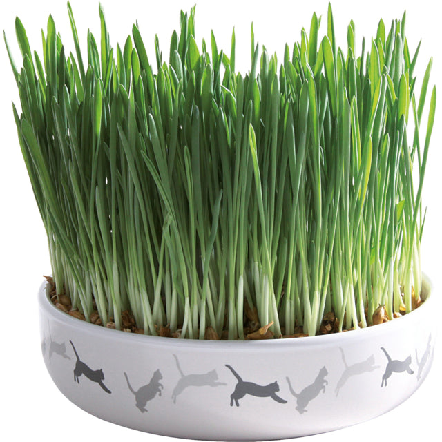Trxie Ceramic Bowl with Cat Grass