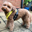 Yellow Padded Harness