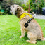 Yellow Padded Harness