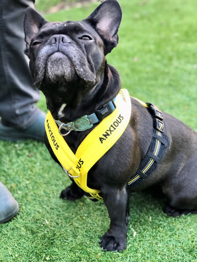 Yellow Padded Harness